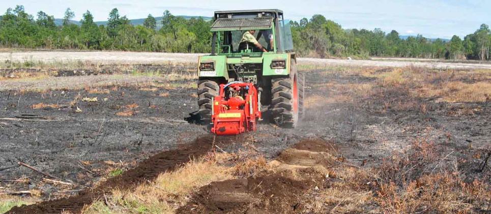Broie souches de petits arbres - prêt pour des nouvelles plantes.